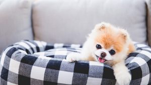 Нарушения при несахарном диабете у животных