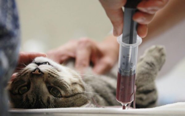 Переливание крови у кошек