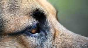 Синдром сухого глаза у собаки симптомы