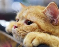 коронавирусная инфекция кошек