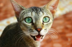 Простуда у кошек и котов: симптомы, лечение в домашних условиях