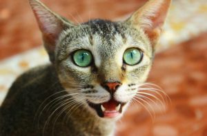 что делать когда кот задыхается. Смотреть фото что делать когда кот задыхается. Смотреть картинку что делать когда кот задыхается. Картинка про что делать когда кот задыхается. Фото что делать когда кот задыхается