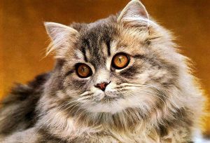 Тремор у кошки что это такое. Смотреть фото Тремор у кошки что это такое. Смотреть картинку Тремор у кошки что это такое. Картинка про Тремор у кошки что это такое. Фото Тремор у кошки что это такое